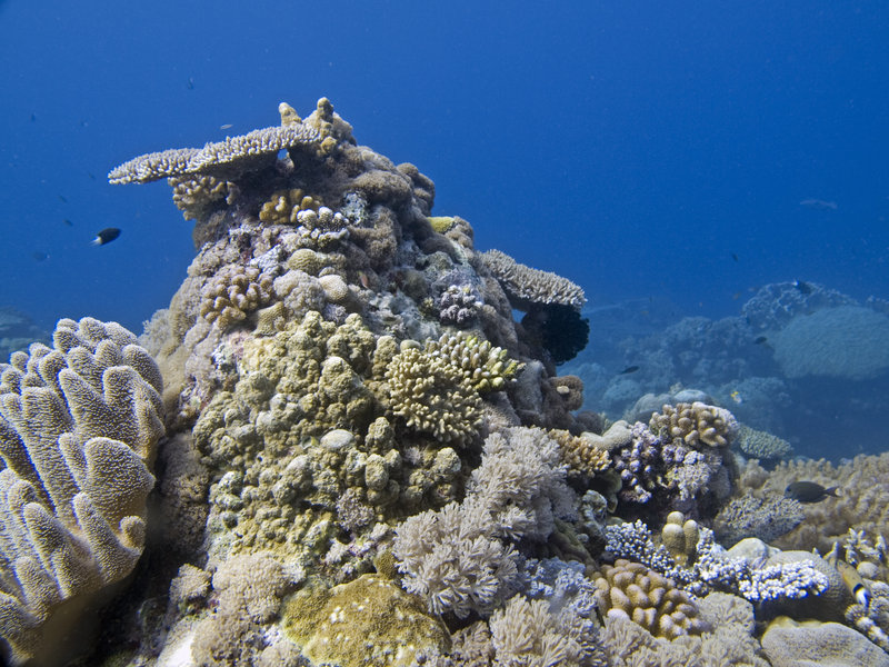 Underwater Scene, Dogtooth Lair